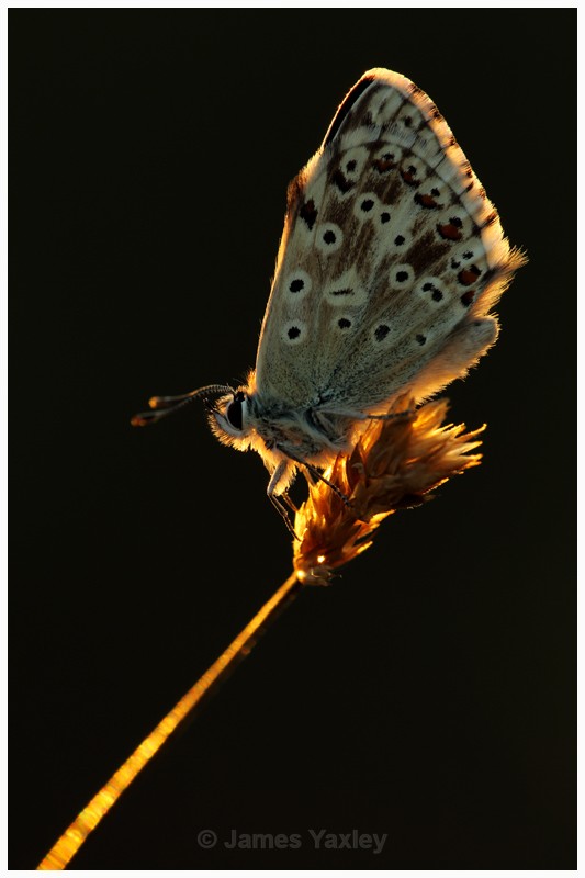 2 - Chalk-hill Blue at Sunrise  - Best of British Wildlife