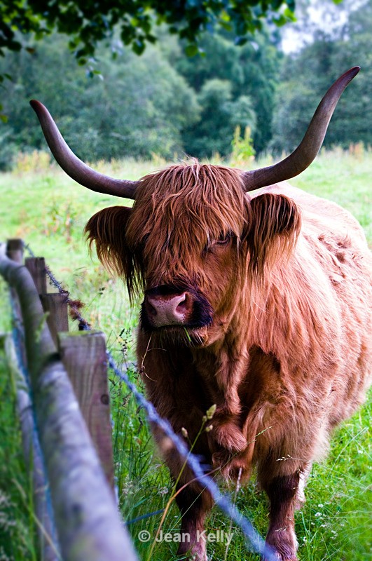 Highland Cow - 9973 - Cattle