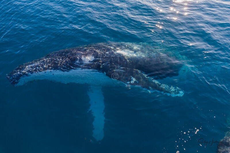 Hello 3_16A8204 - Humpback Whales