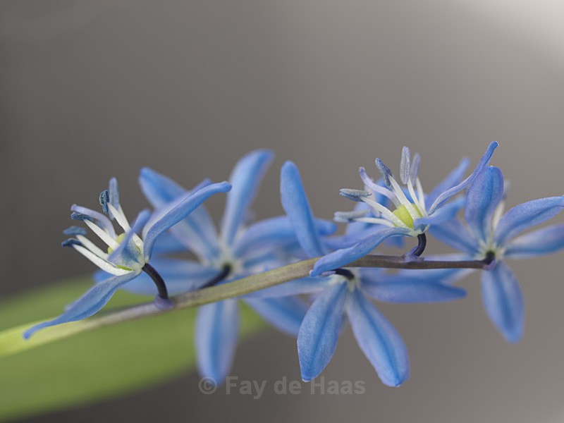  - Spring's Delights