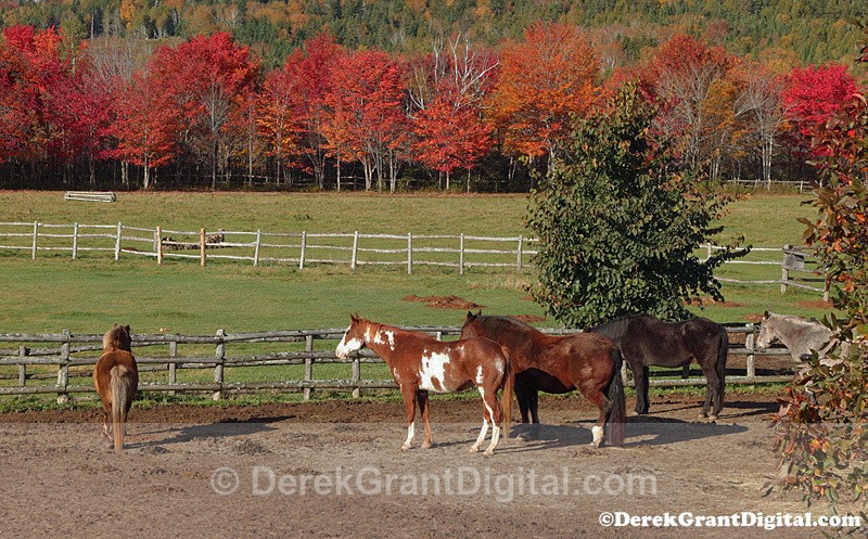 Season of Fire - Red Maples Horses New Brunswick Fall Foliage - Autumn Foliage