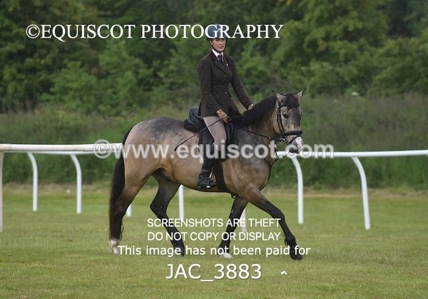 JAC_3883 - 55cm WORKING HUNTER