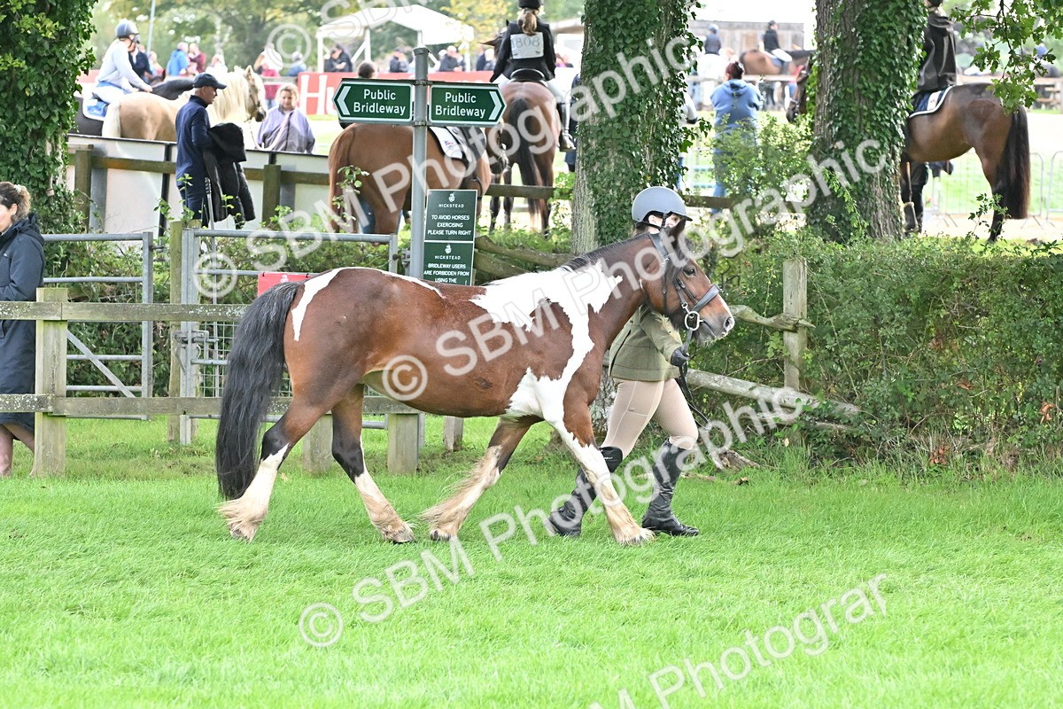 SBM_56954 - S45 - Coloured Pony In Hand