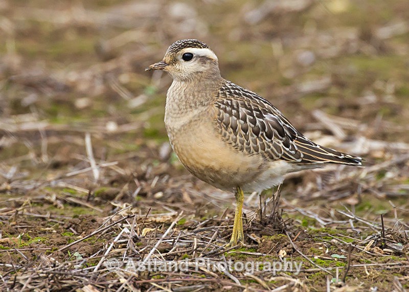Astland Photography, Bird and Wildlife Images, Susan and Peter Wilson, U.K.