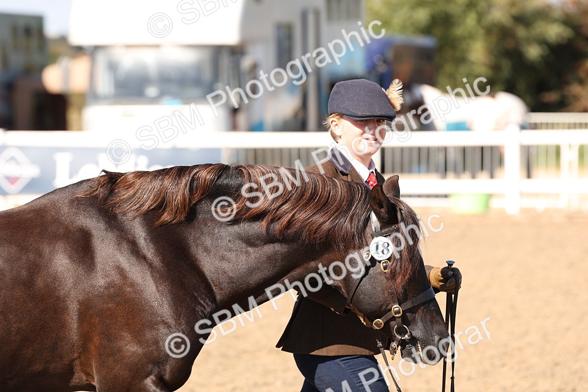 SBM_13846 - Class 205 - IH Show Pony - Show Hunter Pony