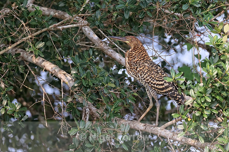 Juvenile Rufescent Tiger-heron in tree, Pantanal, Brazil - Rufescent Tiger-heron