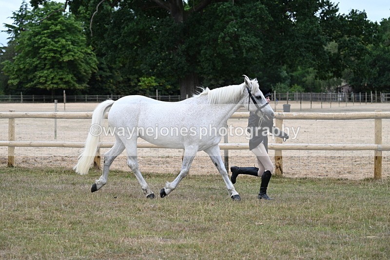WJ7_8731 - Class 4a Prettiest Mare 14.2hh and over