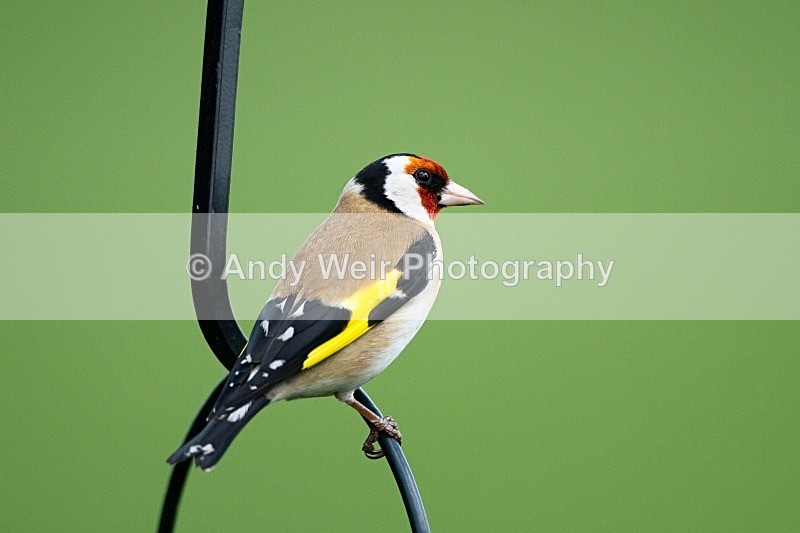 20120512-_MG_0113 - Goldfinch