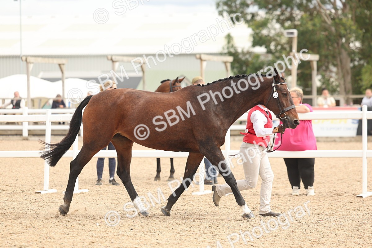 SBM_16980 - Class 312 - IH Competition Horse-Pony