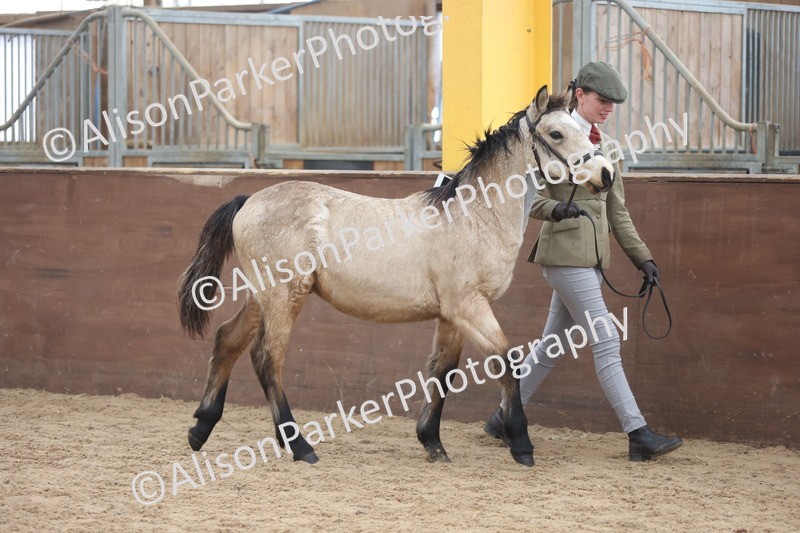 20251109-0763 - Class 24 - Foals