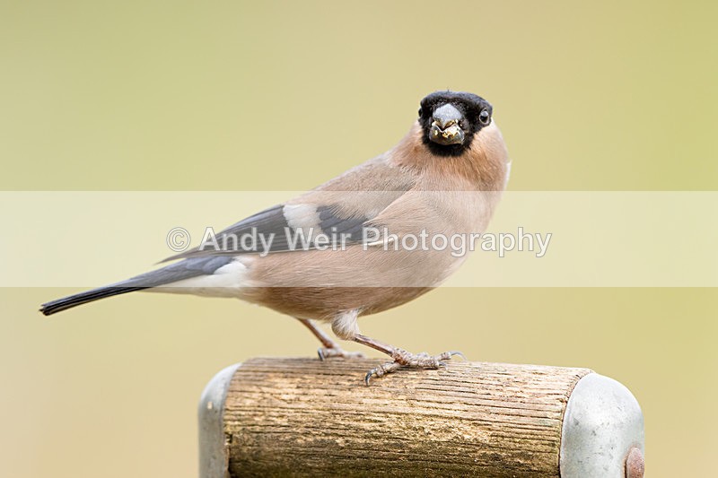 20160227-8E0A2407 - Bullfinch