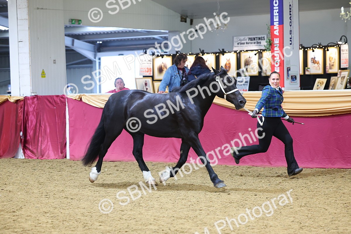 SBM_22769 - Class 903 - Supreme Final - IH Pre Vet