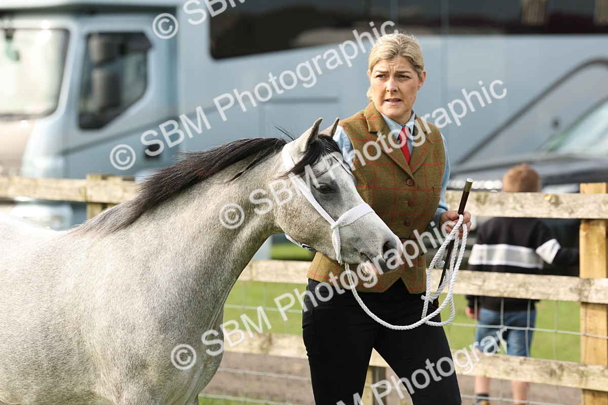 SBM_00383 - Class 6-13 - Mountatin and Moorland In Hand Welsh Breeds