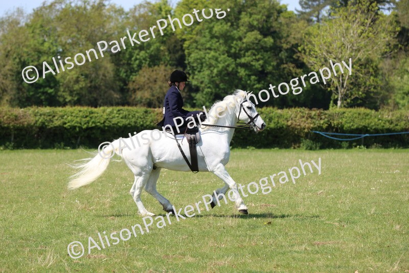 20250427-2541 - Class 20 - Working Hunter Ponies
