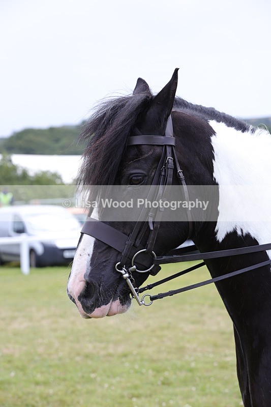 1X9A4502 - Class 34: Veteran Ridden