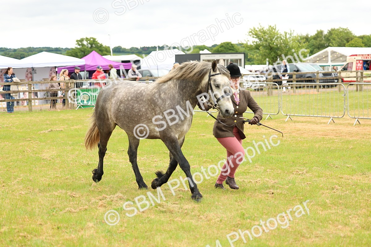 SBM_04058 - Class 64-67 - Shetland Pony In Hand