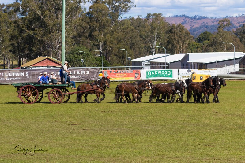 Marlie 11 Horse Draft Team 2. 0A3A9138 - 2025 Senic Rim Clydesdale Spectacular