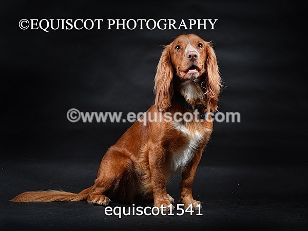 equiscot1541 - COOPER