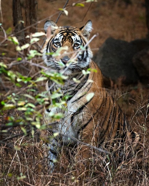tigers-58 - Wildlife of India