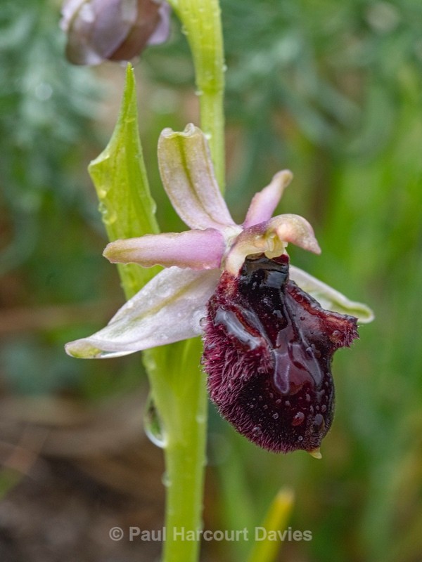  - Gargano - Wild Orchids