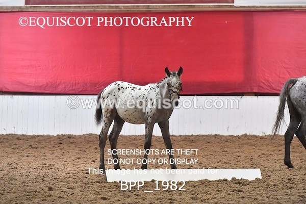 BPP_1982 - AFTERNOON 12.30 - 3.30PM