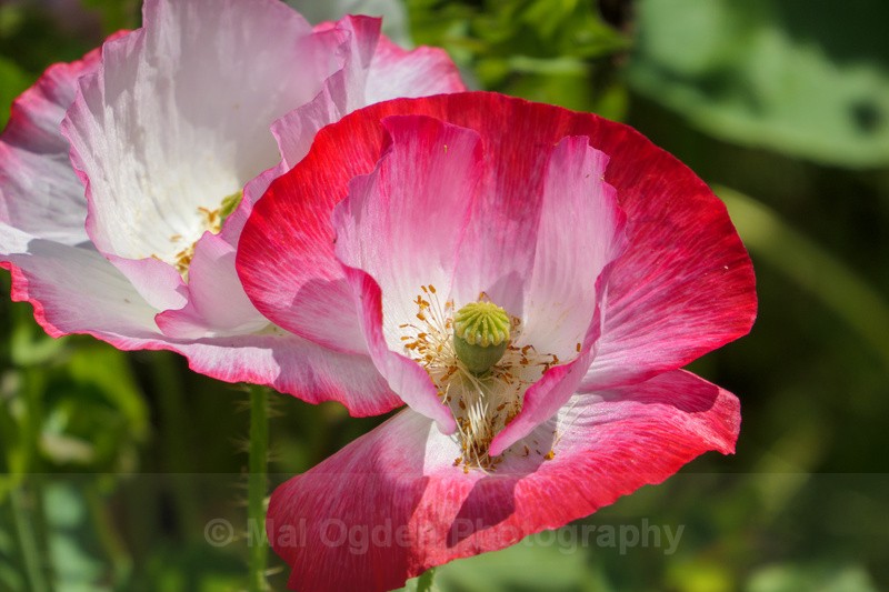 Papaver - Flora & Fauna