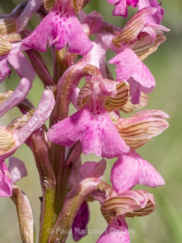 Green-winged orchid (nacamptis morio syn Orchis morio) - Wild Orchids - 1