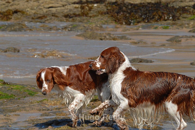  - Canine Friends