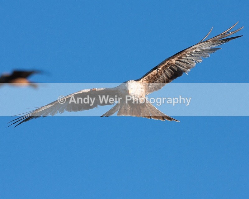 20100130-IMG_3060 596 - Red Kite
