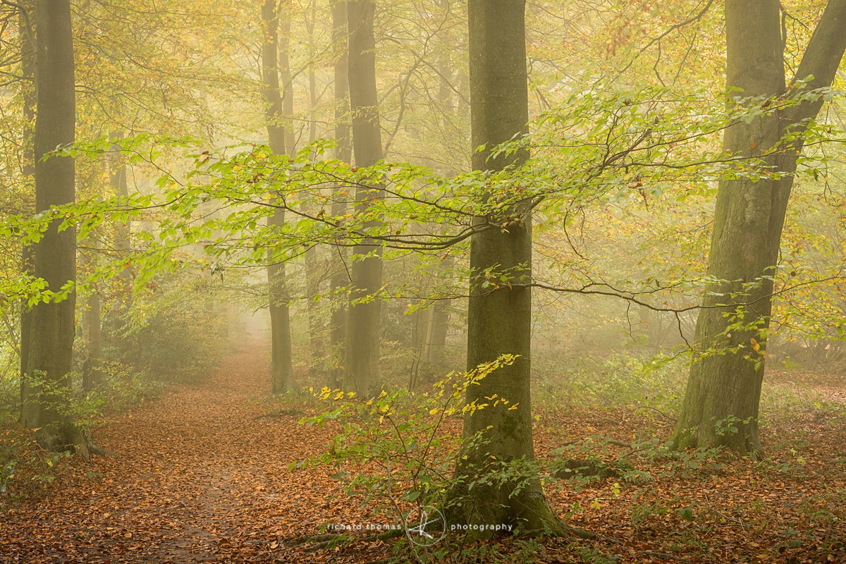 November path - Woodland