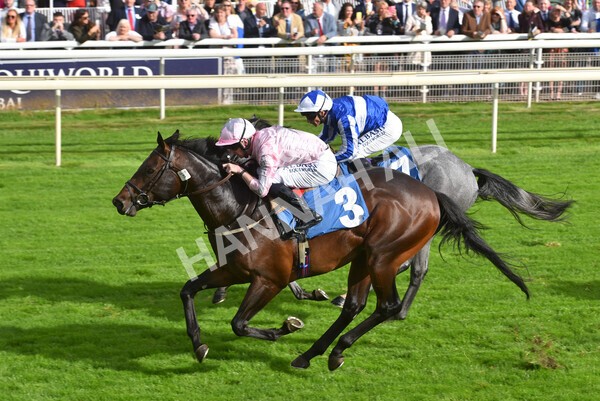 yr24092021r4-31 - Race 4 3.15pm William Hill Play Responsibly British EBF Restricted Novice Stakes