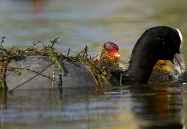 COOTS - COOT CHICKS, Images of newly born coots