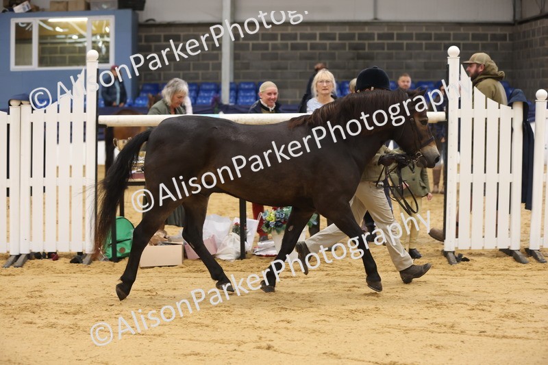 20260913-1113 - Class 110 - Bred In Other In Hand