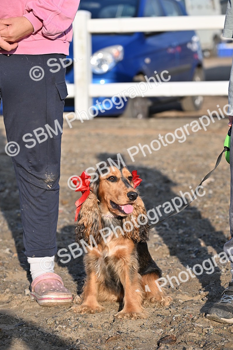 SBM_09446 - Lorry Dogs