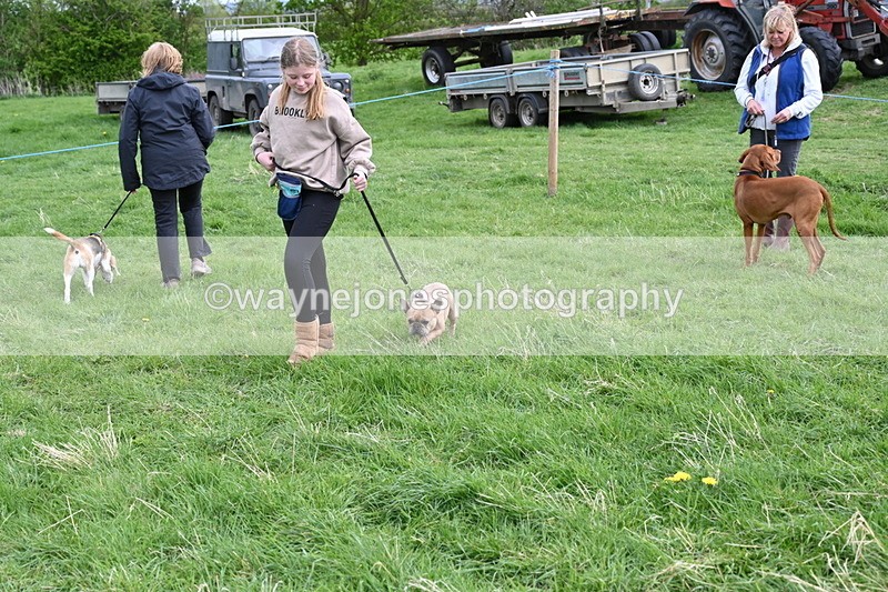 WJ6_8147 - Class 2 Best Pedigree