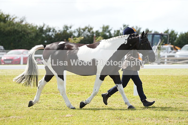 DSC07172 - Class 61: Coloured Horse 4yrs & Over