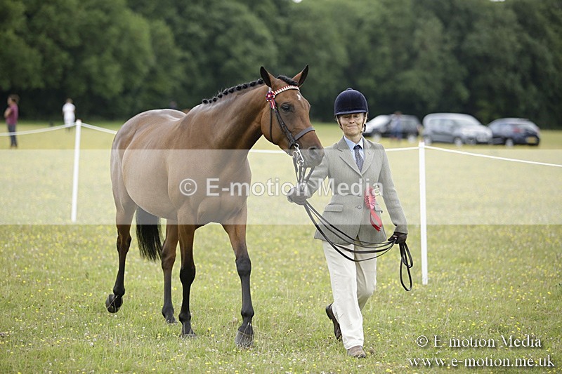 BVR160717-1085 - In Hand Championship 16/07/17