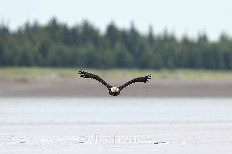Bald Eagle low over beach front view, Silver Salmon Creek, Alaska - Bald Eagle