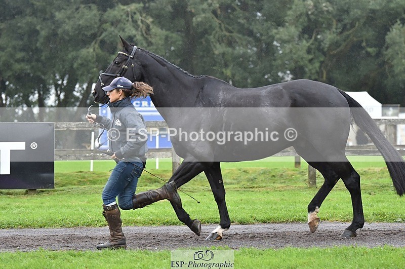 231018-122742-00309 - 037-MISTER.KAI-Hani.Milstein-TrotUp