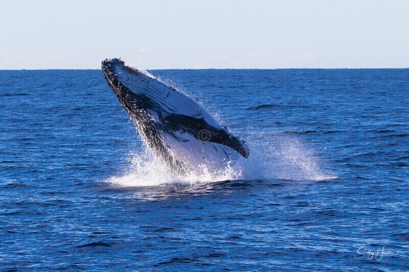 0A3A0124 - 2024 Whale Photos