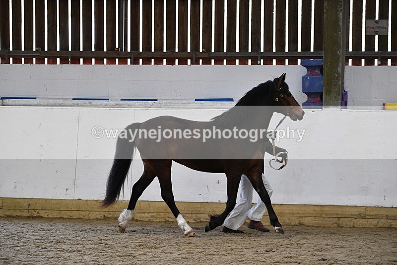 WJ5_5709 - Morning in hand Championship
