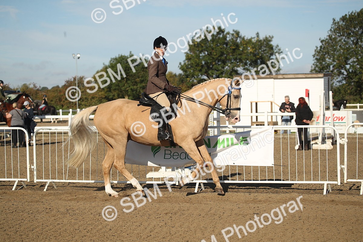 SBM_11286 - Class 501 -Riding Club Pony