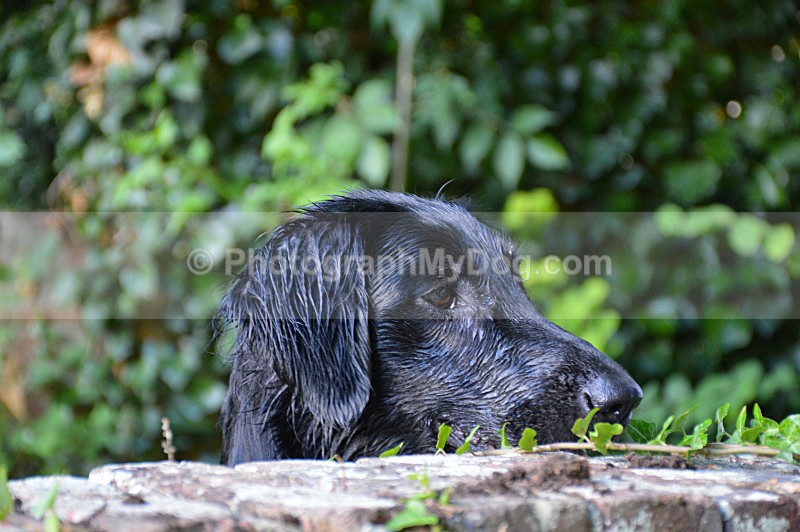  - Flatcoated Retrievers