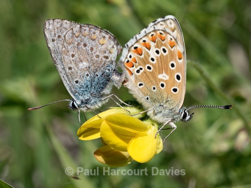 Common blue butterflies (Polyomatus icarus)  mating - Insects, Spiders and other Animals