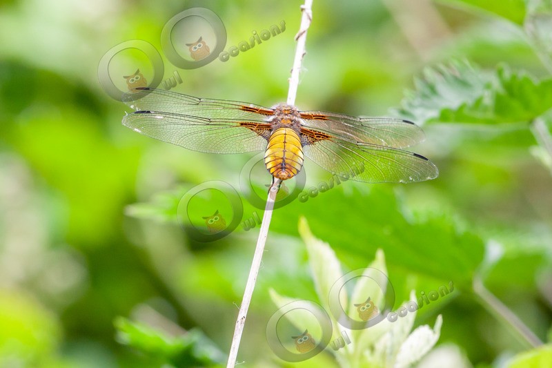 broad bodied Chaser-7095 - Insects from around the world