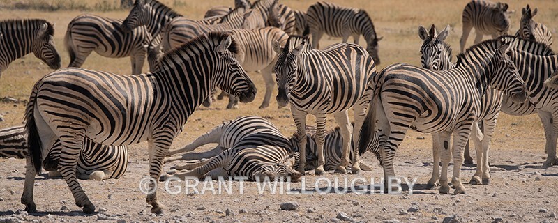 A Dazzle of Zebras - Namibia