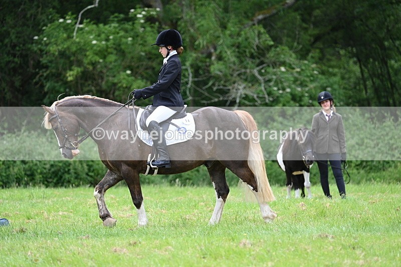 WJ7_4171 - Class 14A Handsome Gelding