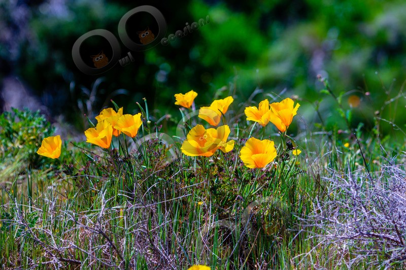Californian poppy Eschscholzia californica-5516 - Plants and trees