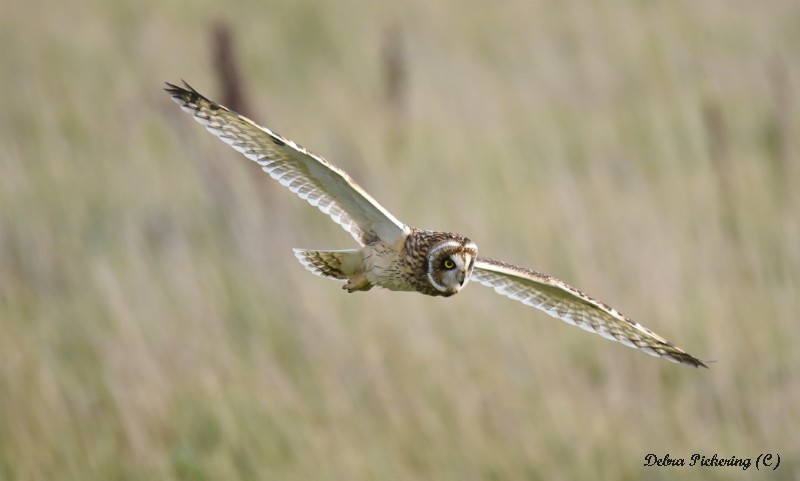 Short-eared owl - Owls