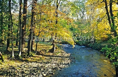 Aira Beck - Autumn